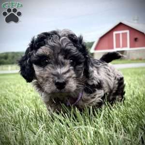 Rayne, Mini Goldendoodle Puppy